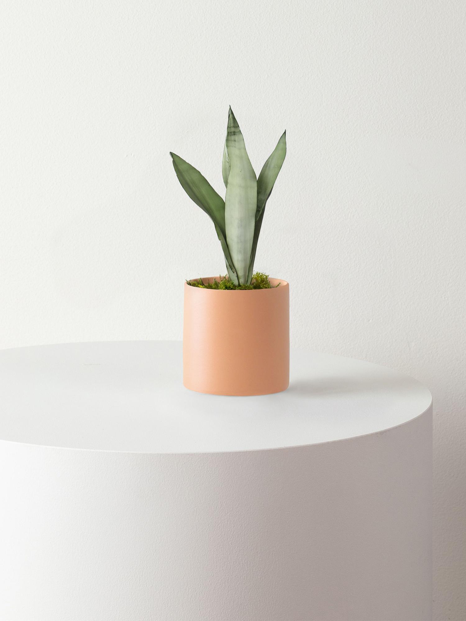 Moonshine Snake Plant