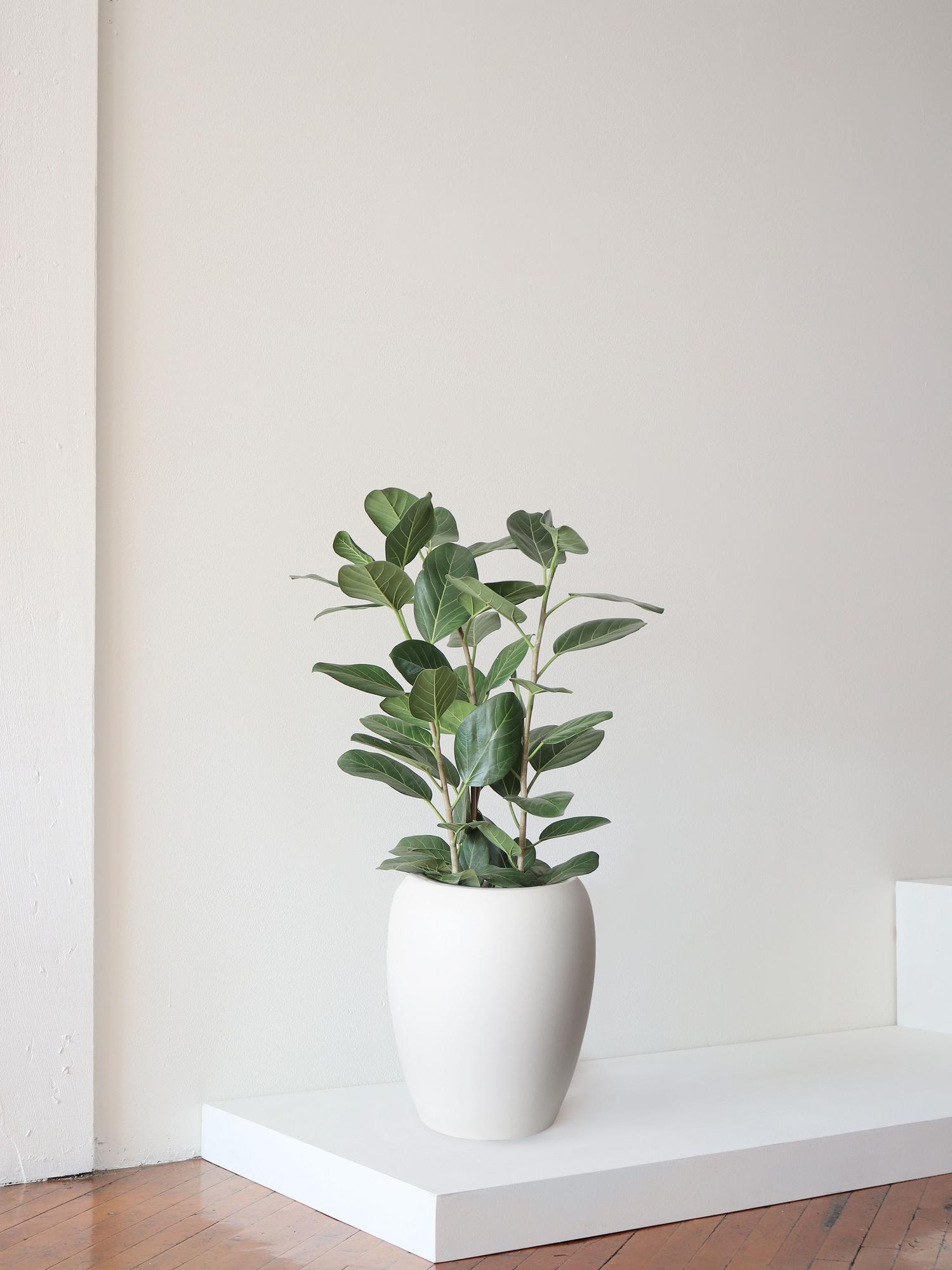 Ficus Audrey
