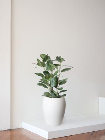 indoor plants picture
