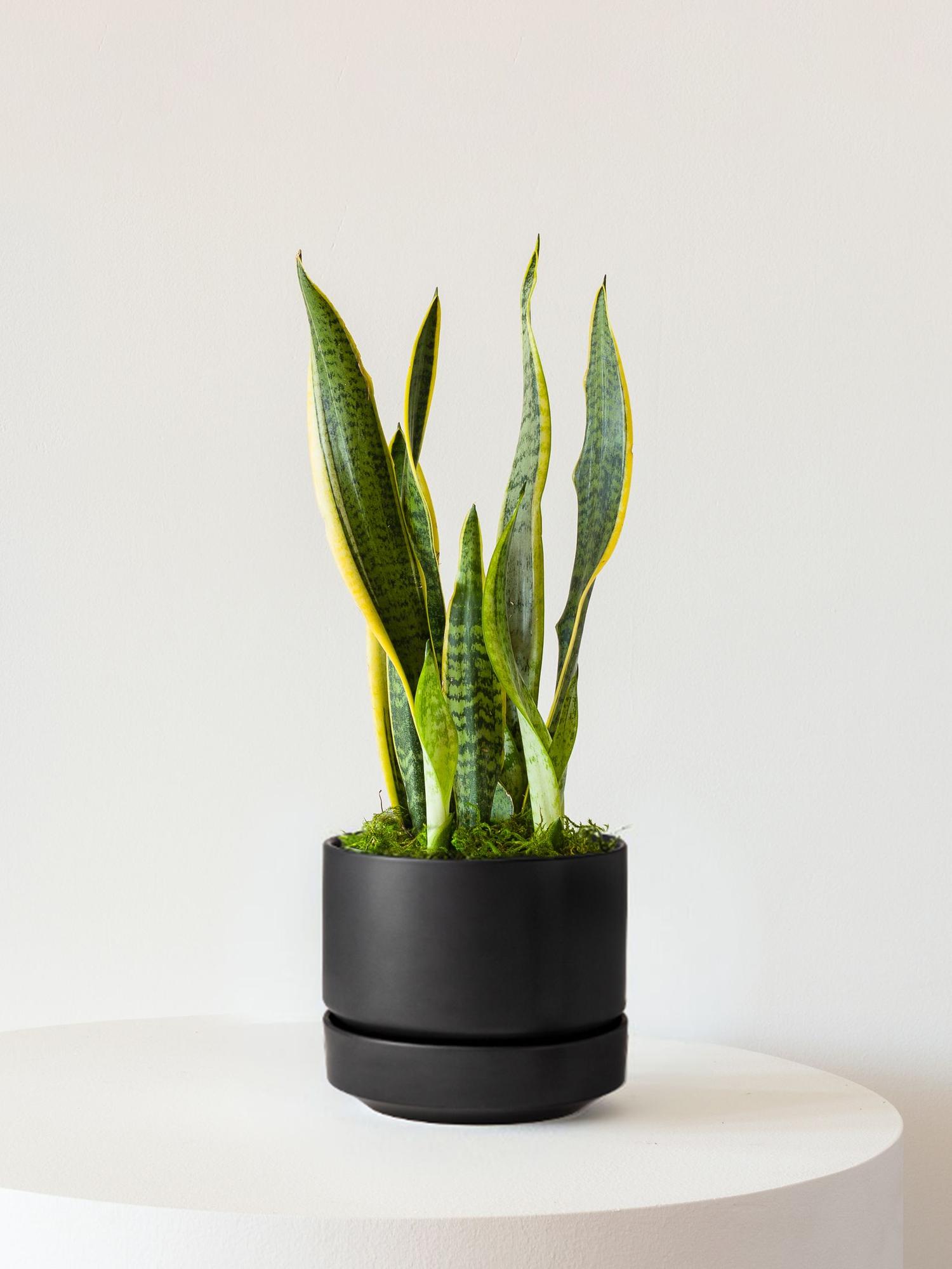 Snake Plant Laurentii