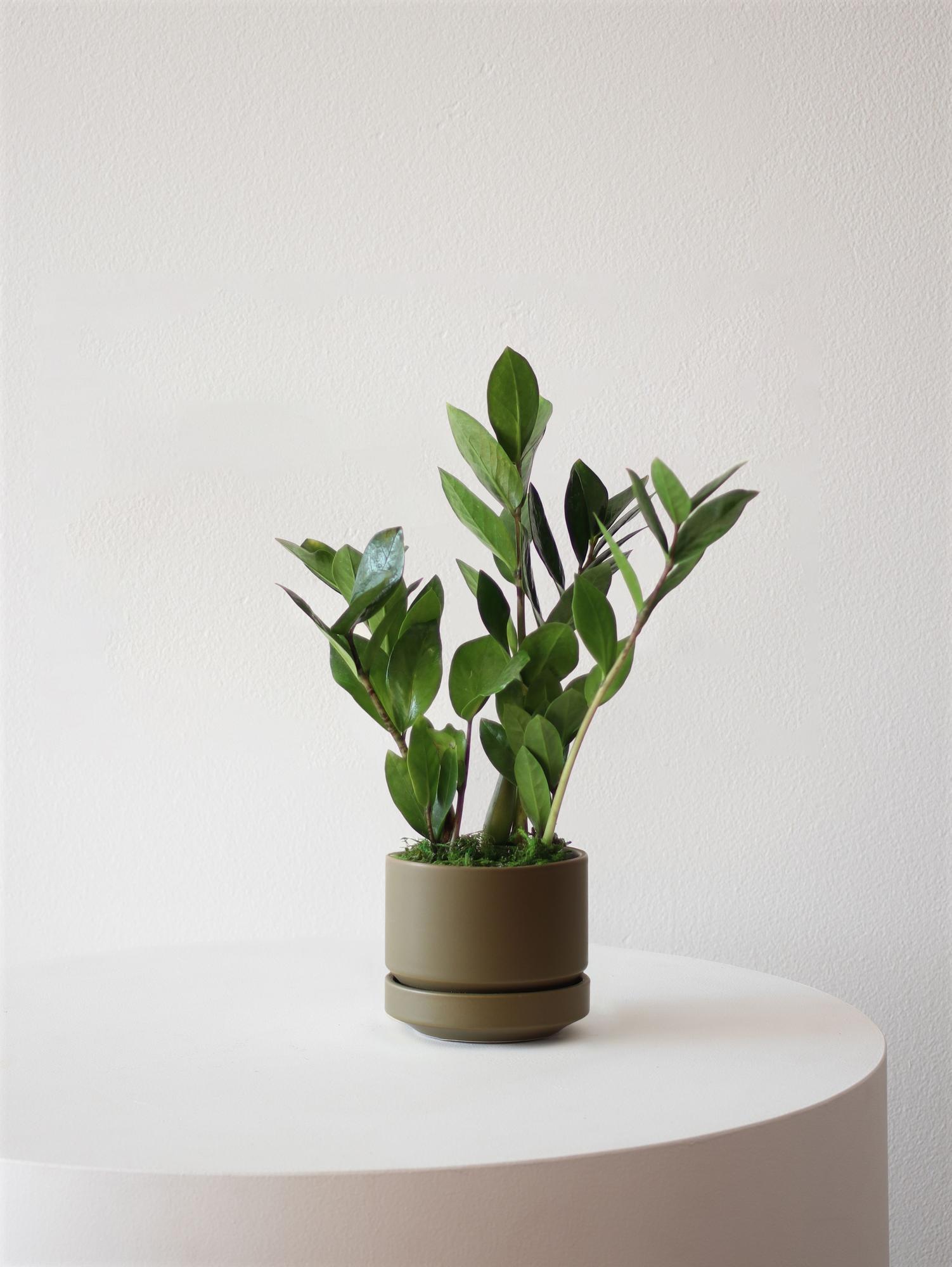 Zanzibar Gem - Olive Scandinavian Ceramic 