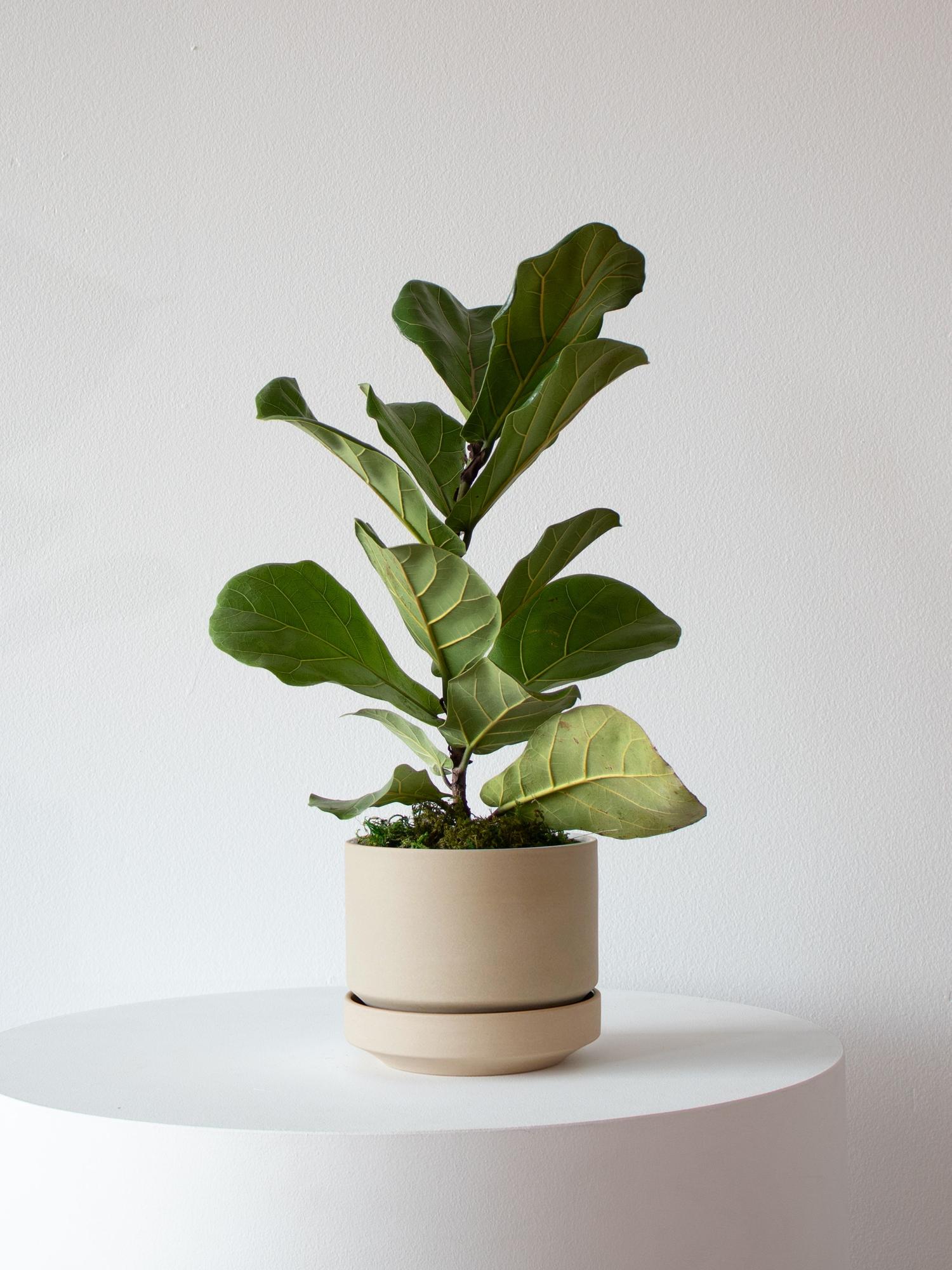 Fiddle Leaf Fig Plant