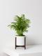 Parlor Palm