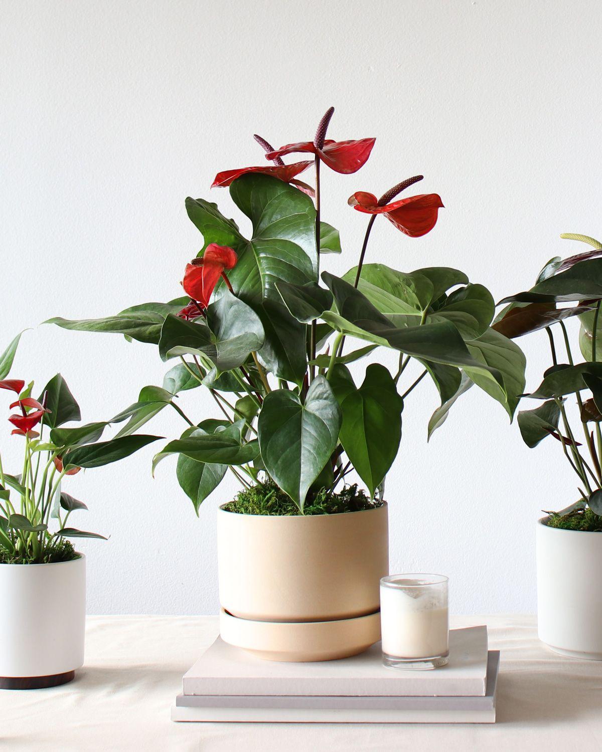 King of Hearts Anthurium