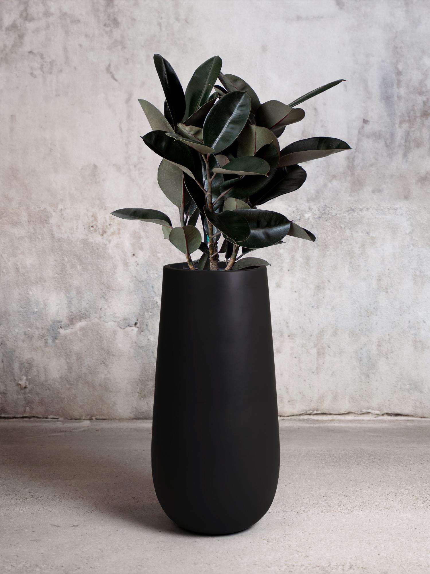 Rubber Tree