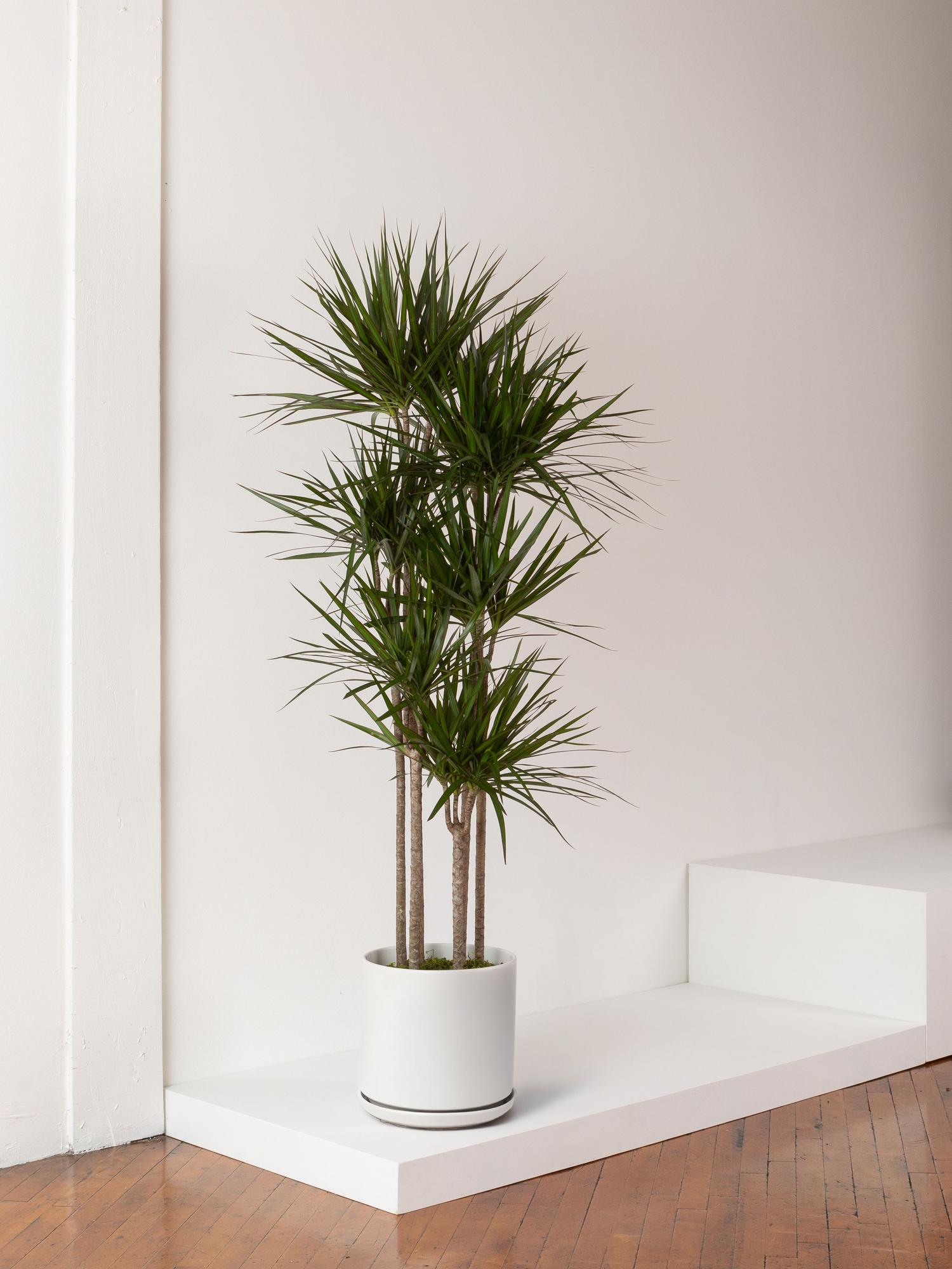 Dragon Tree