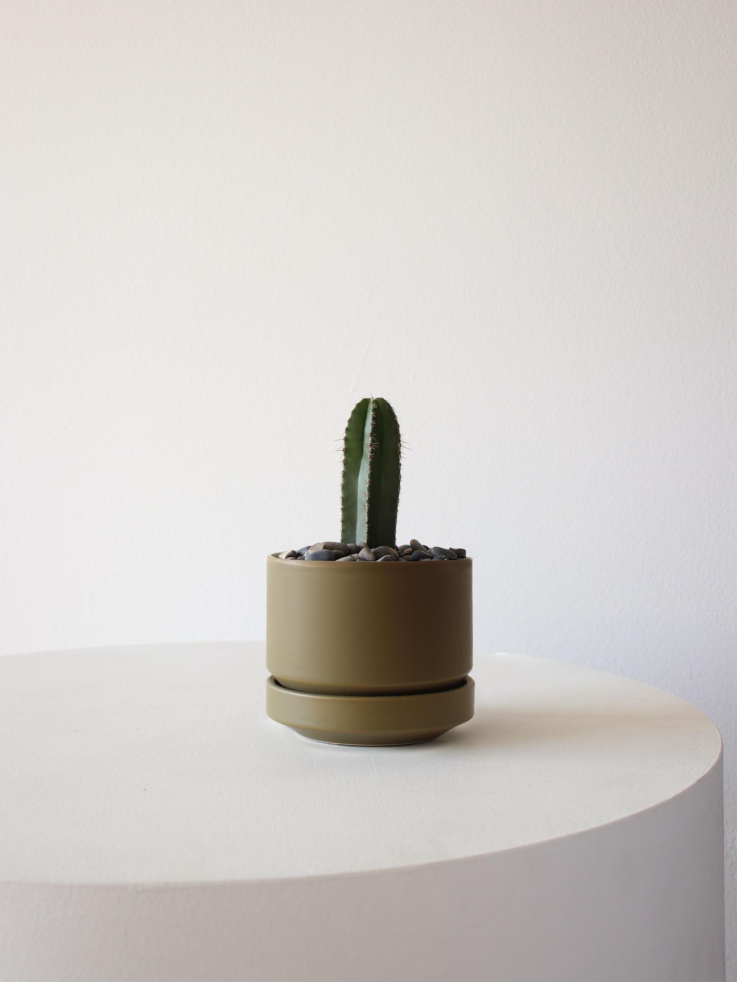 Mexican Fence Post Cactus