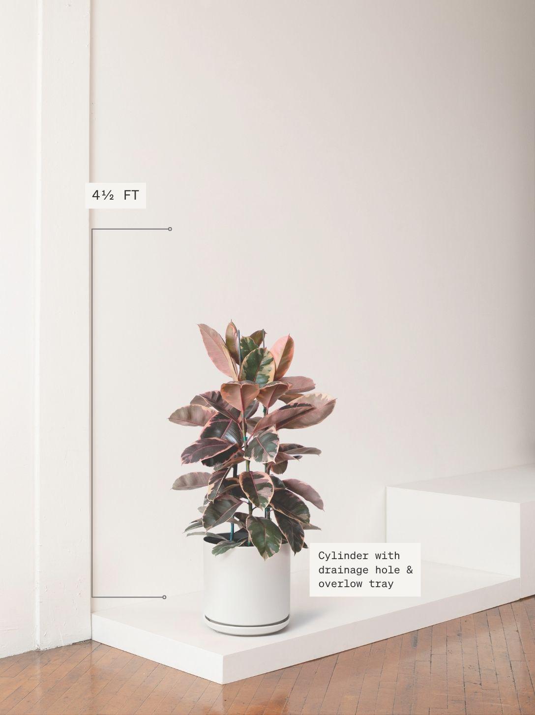 Ruby Rubber Tree