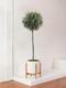 Olive Tree