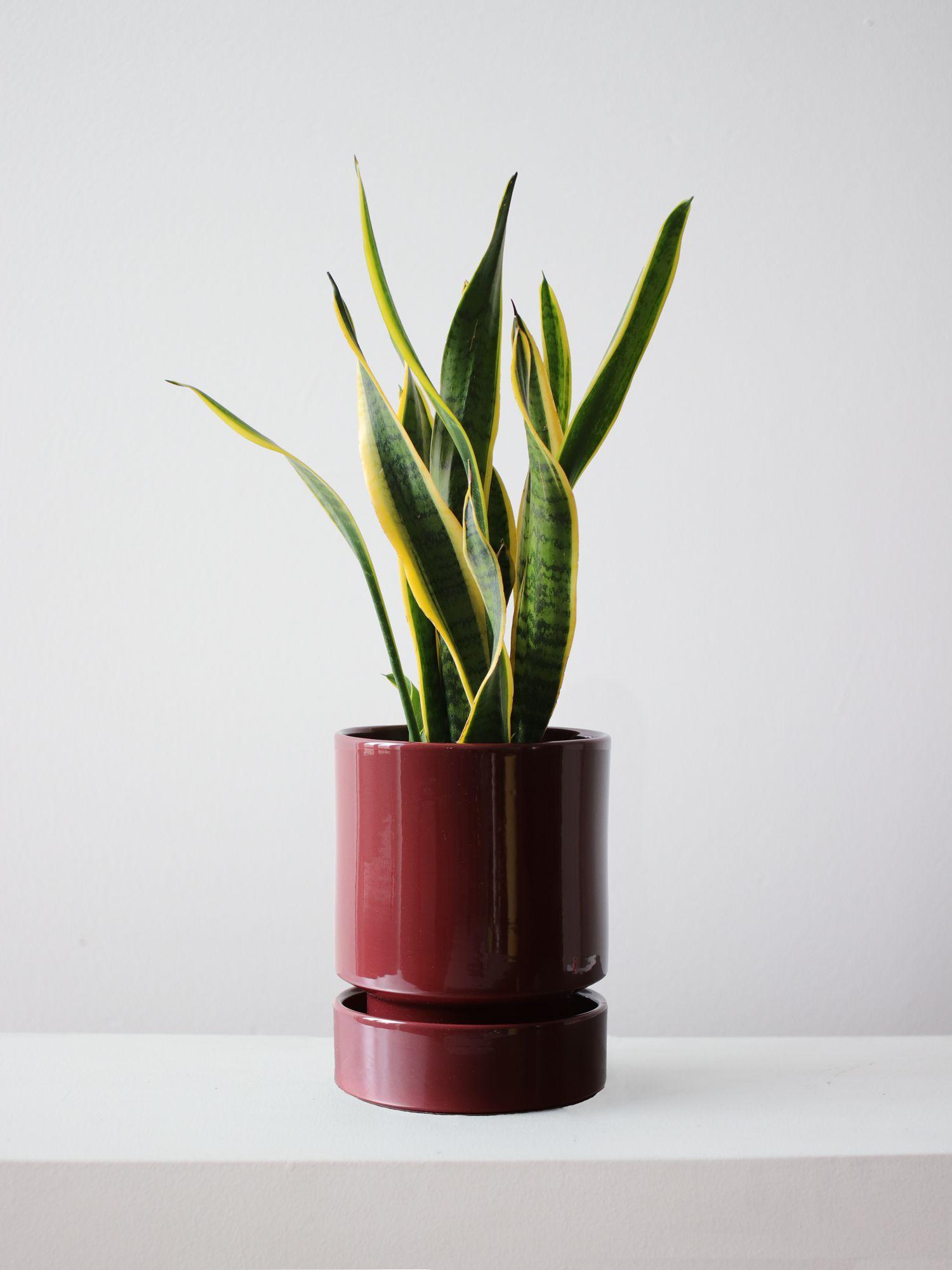 Snake Plant Laurentii
