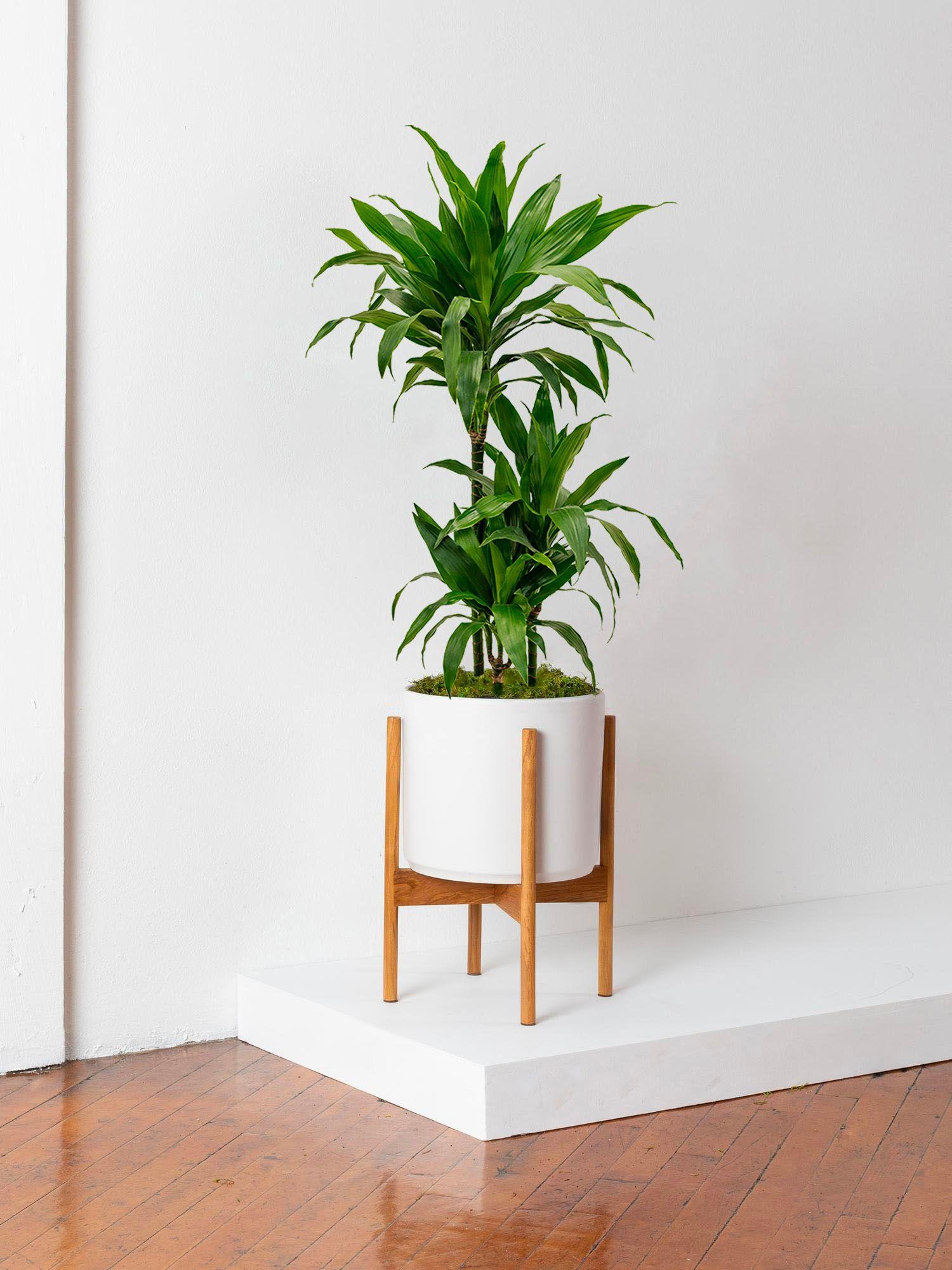 Dracaena Fragrans Janet - Le 28 - Velvet blanc mid-century Jatoba H 