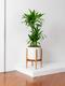 Dracaena Fragrans Janet