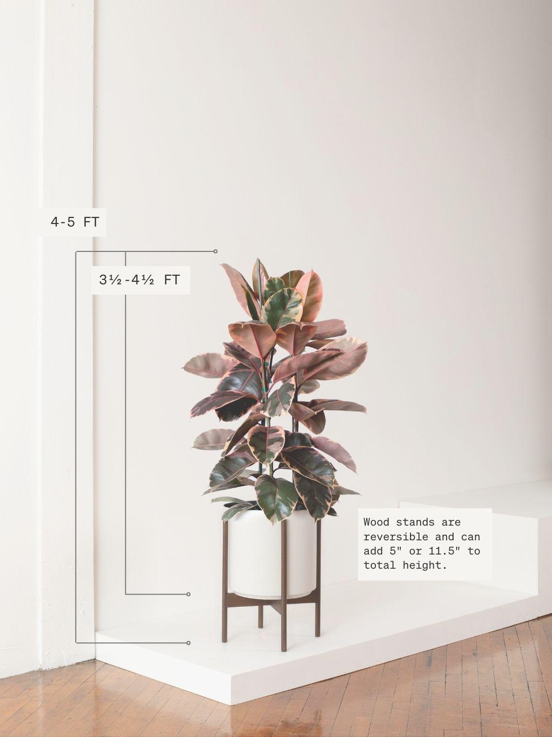 Pink Rubber Tree