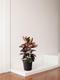 Ruby Rubber Tree
