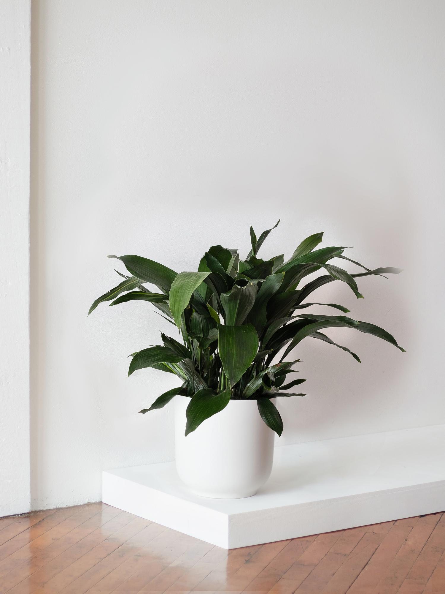Cast Iron Plant