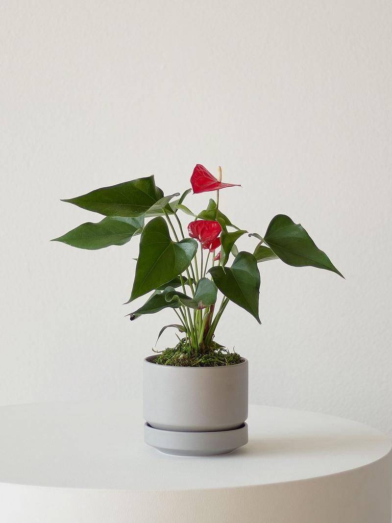 Anthurium - King of Hearts