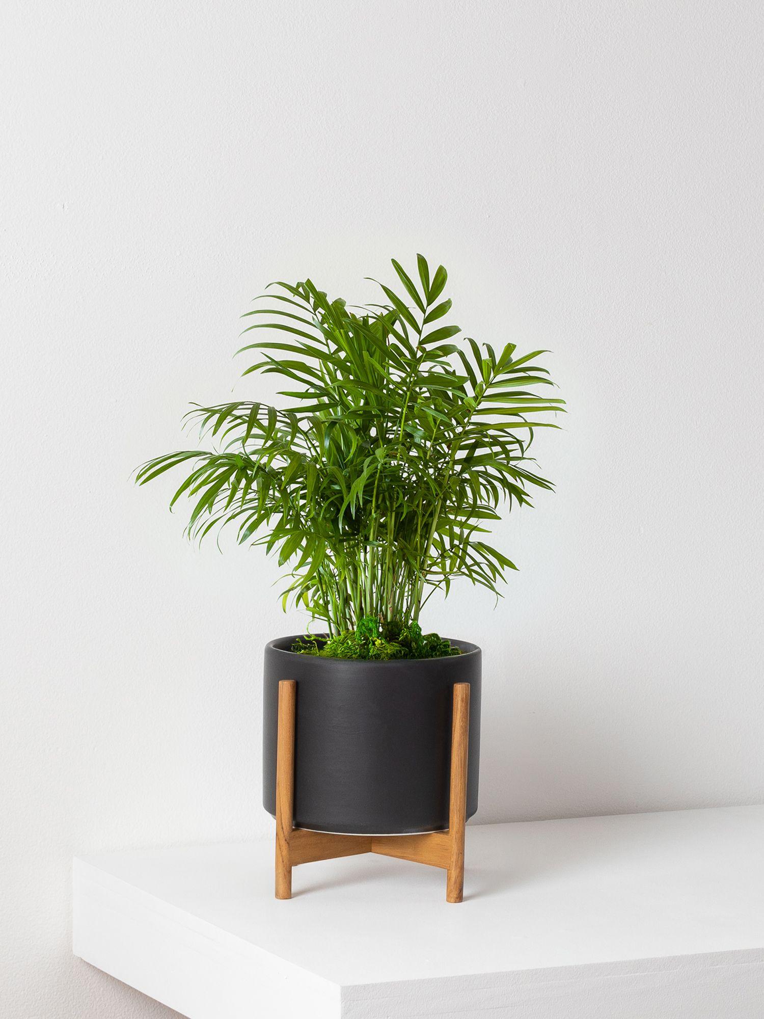 Parlor Palm - Black Mid-Century Ceramic & Light Wood Stand 