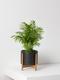 Parlor Palm