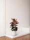 Ruby Rubber Tree