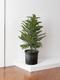 Norfolk Island Pine