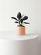 Rubber Plant