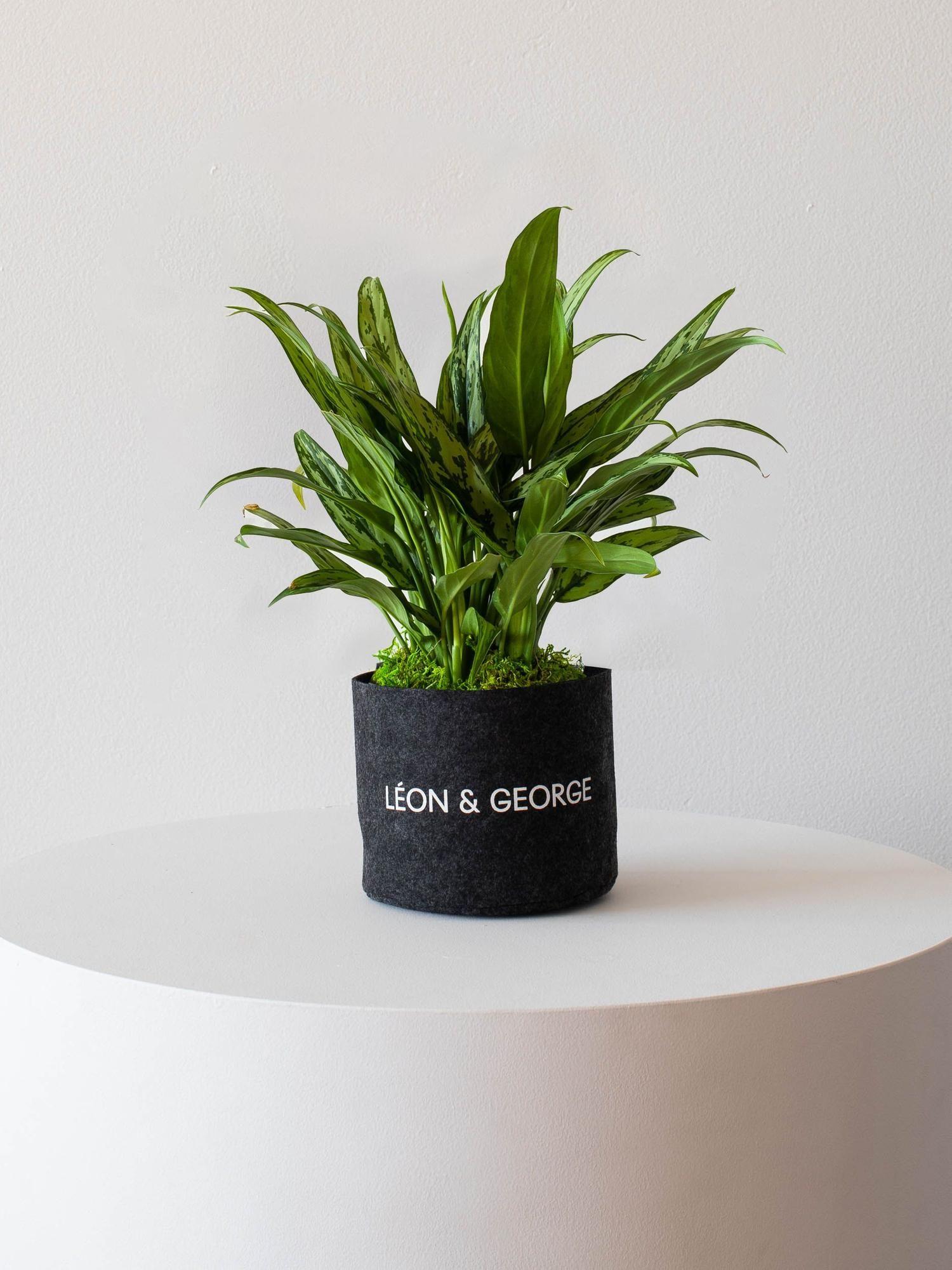 Tiger Evergreen