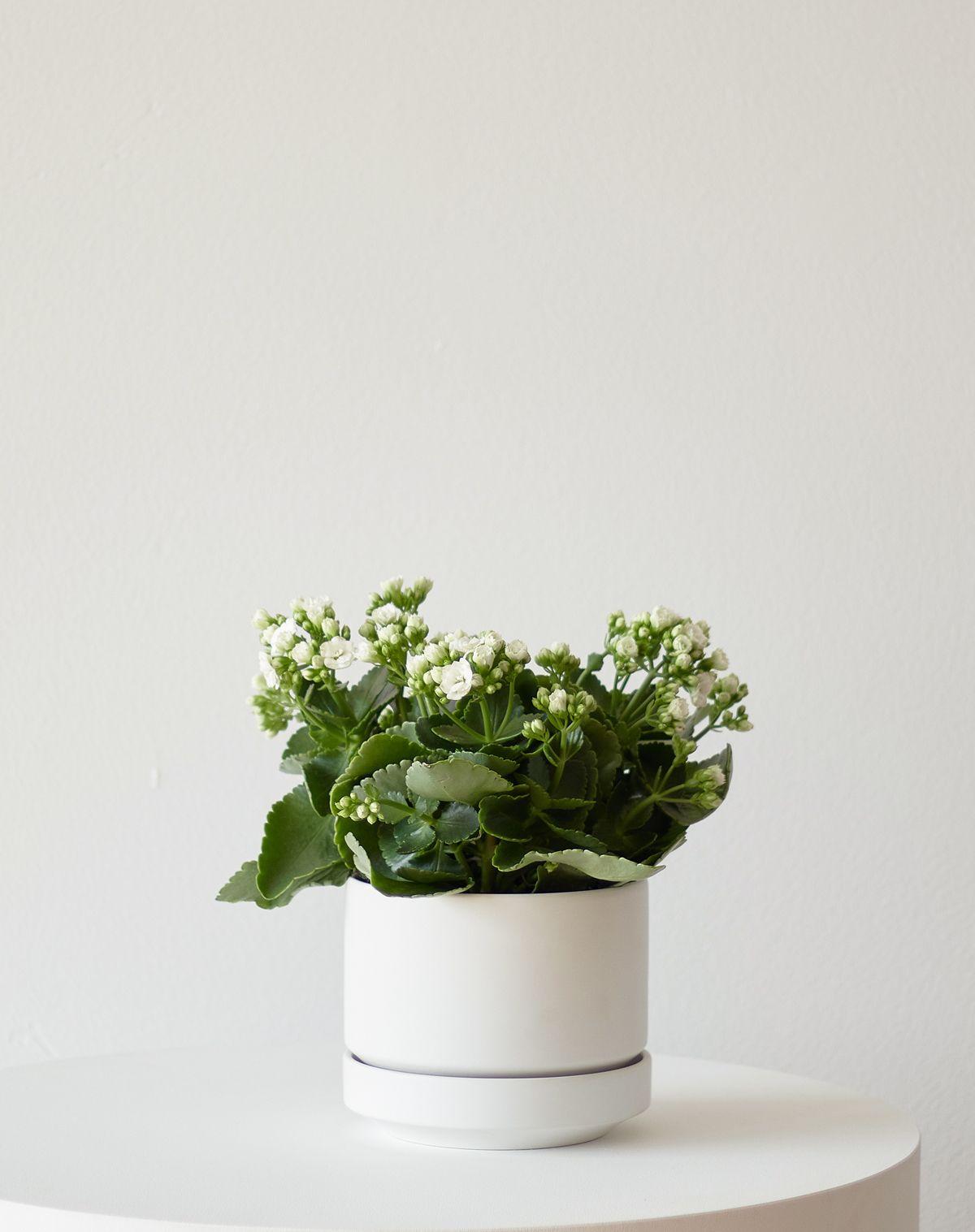 Snowdrop Calandiva - Medium