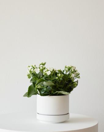 indoor plants picture