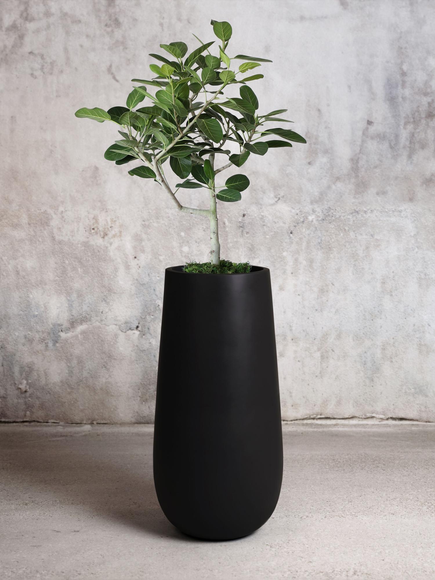 Ficus Audrey Tree