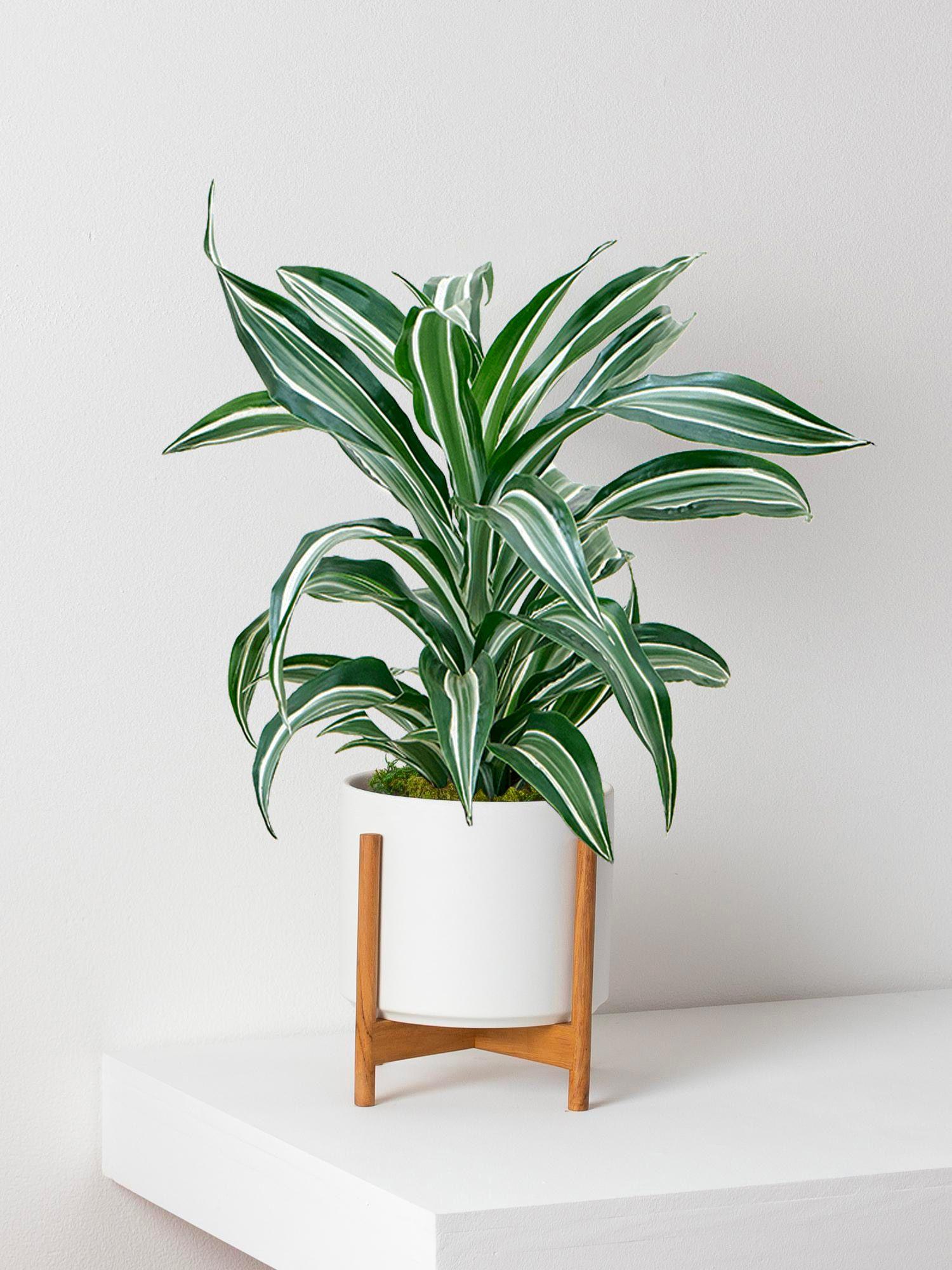 Dracaena Fragrans Joyau de Jade