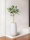 Ficus Audrey Tree