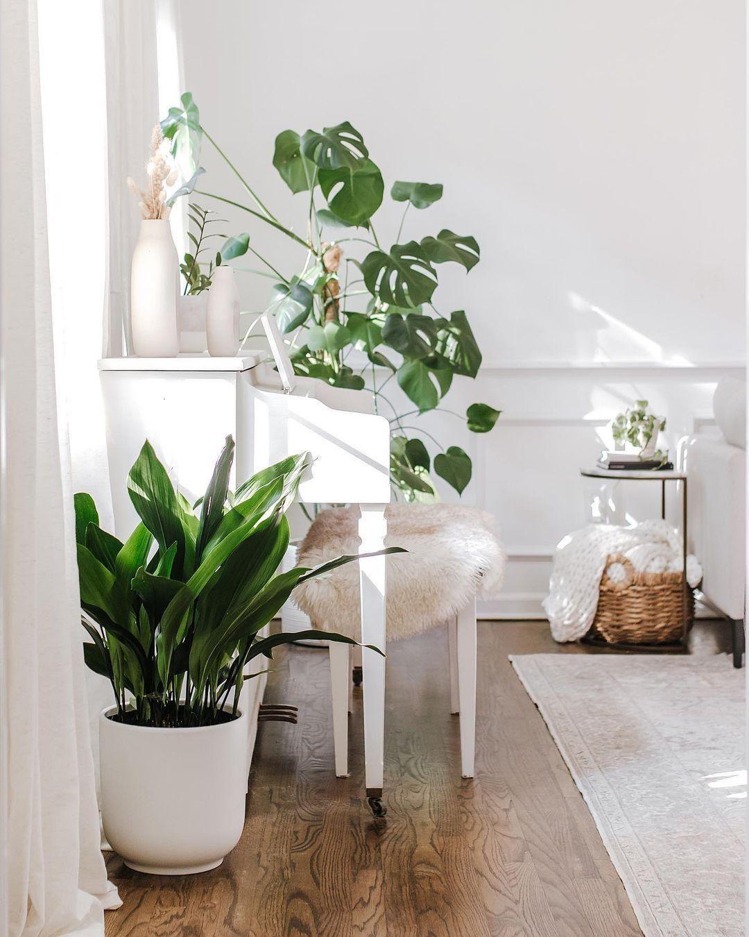 Cast Iron Plant