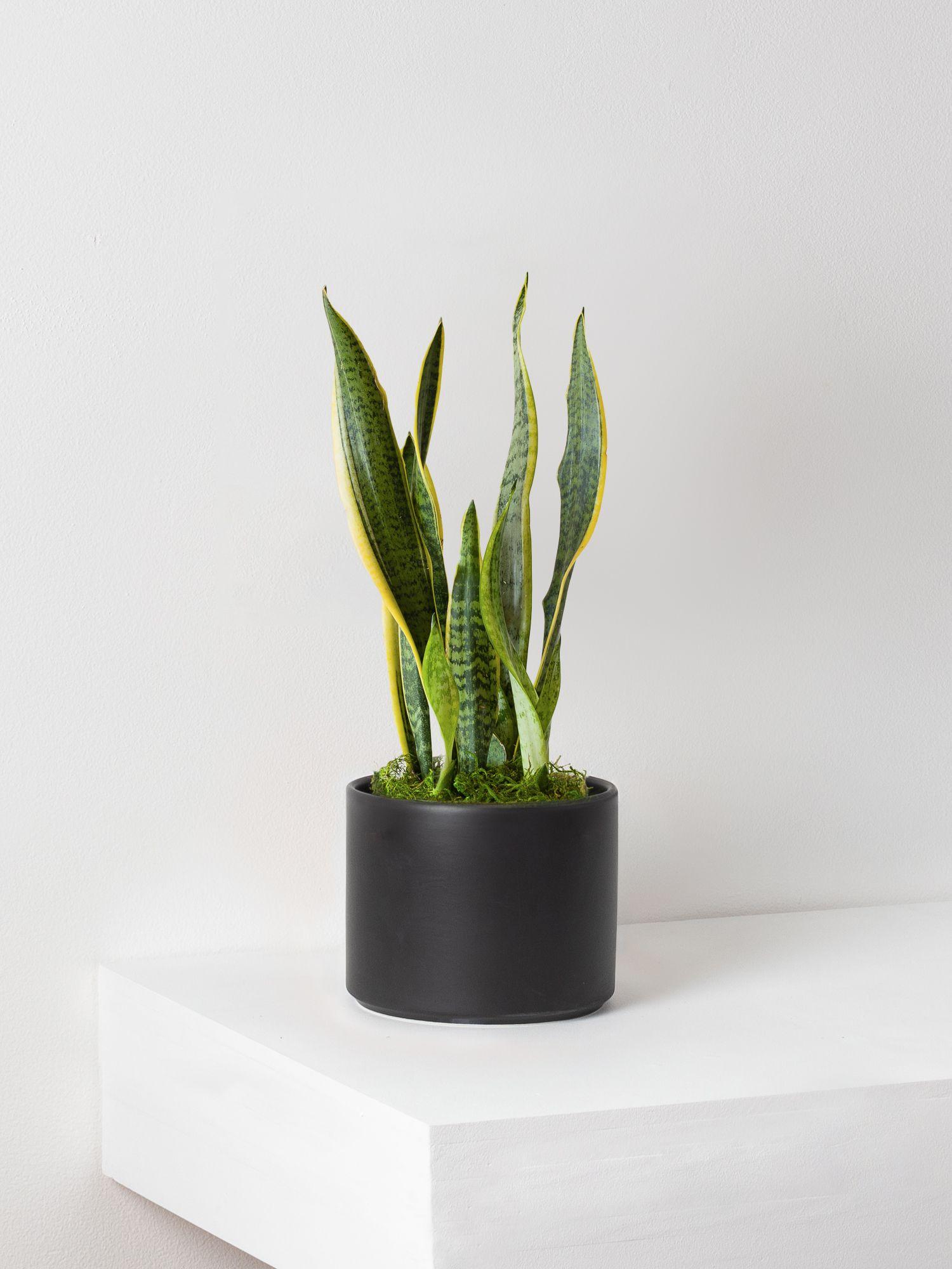 Snake Plant Laurentii Medium (1 - 1½ ft tall) + Mid-Century