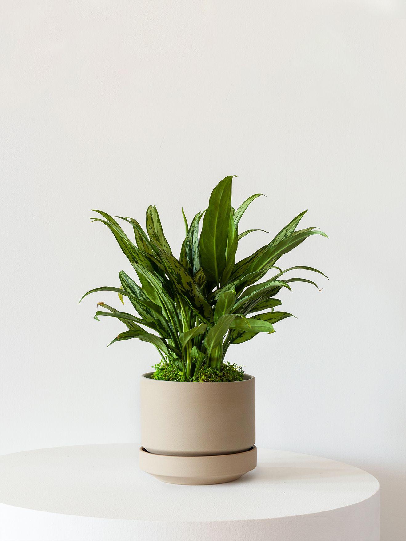Tiger Evergreen - Sand Scandinavian Ceramic 