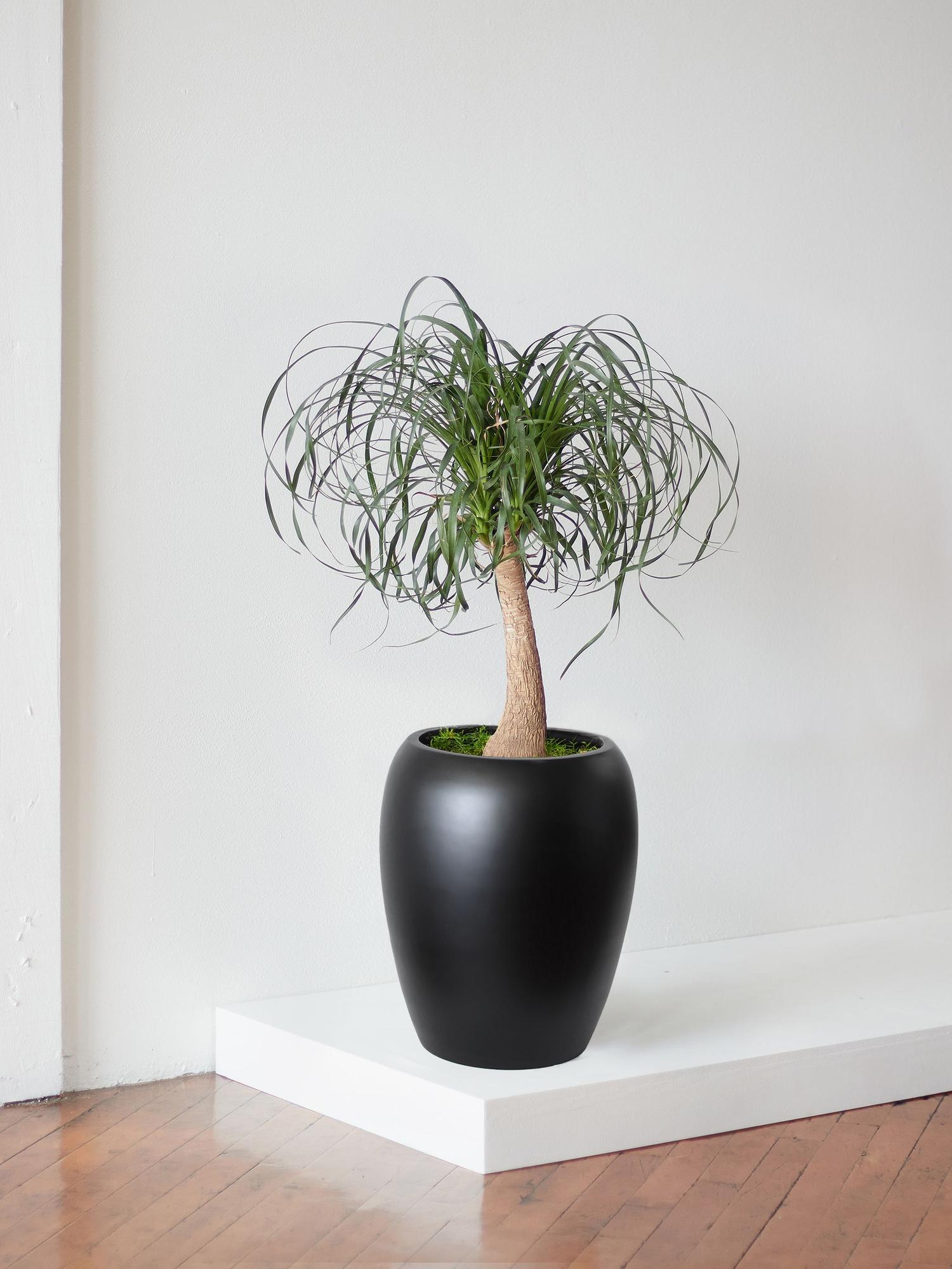 Ponytail Palm