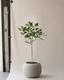 Ficus Audrey