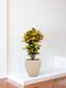 Croton Miss Iceton