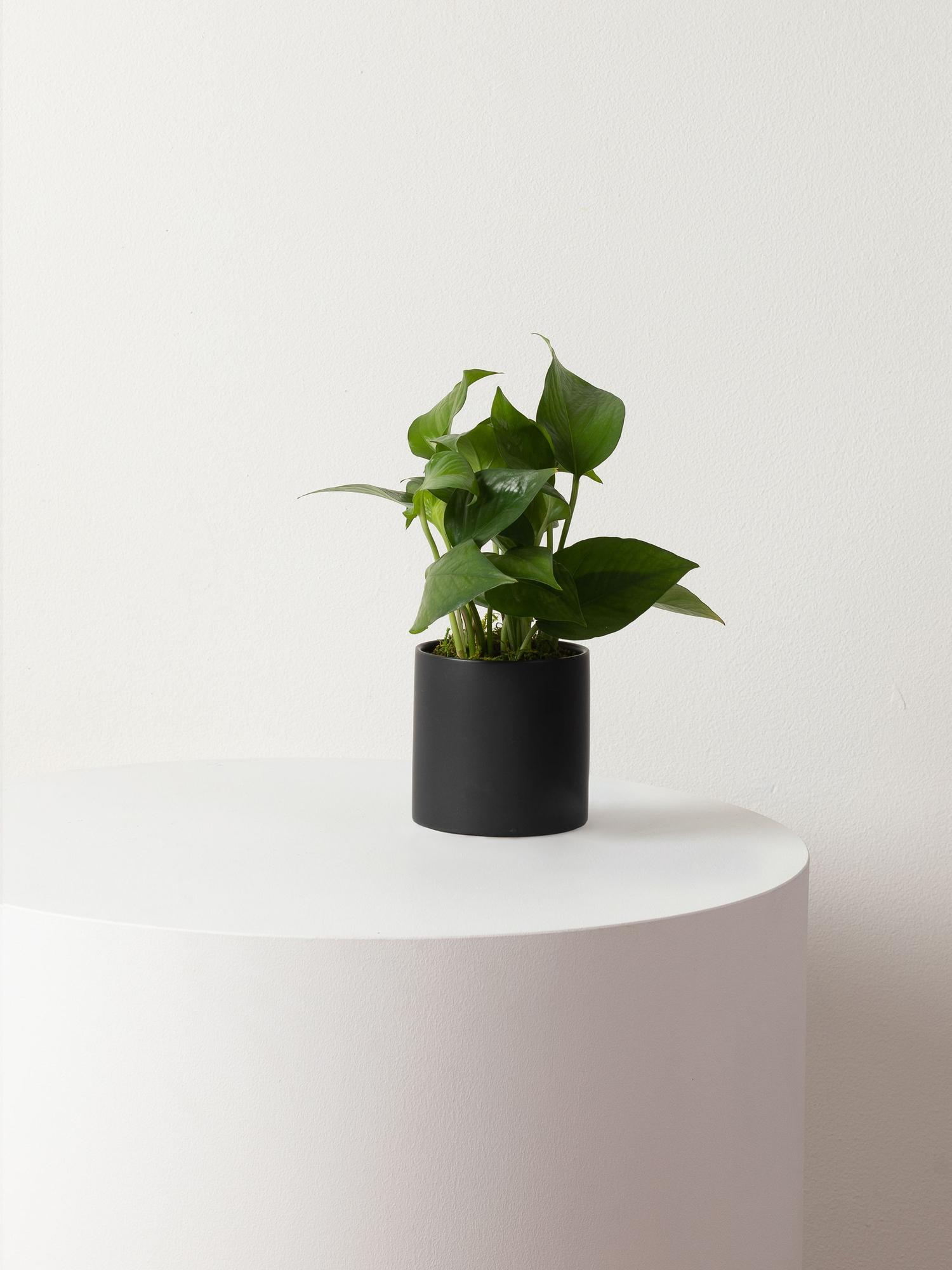 Jade Pothos