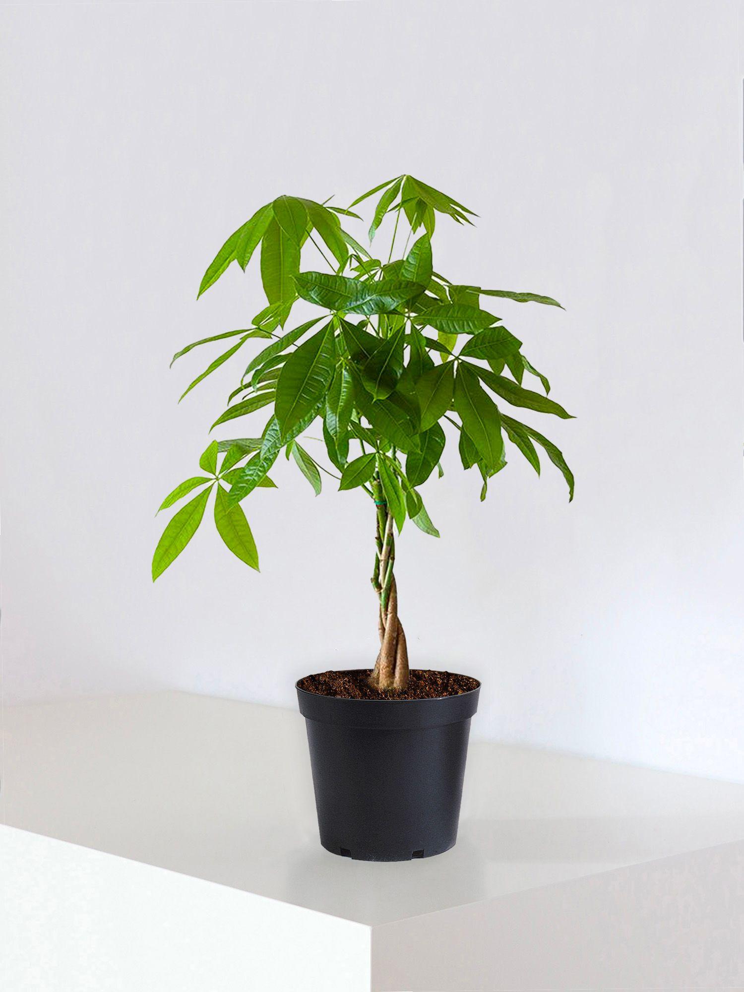 Pachira Aquatica