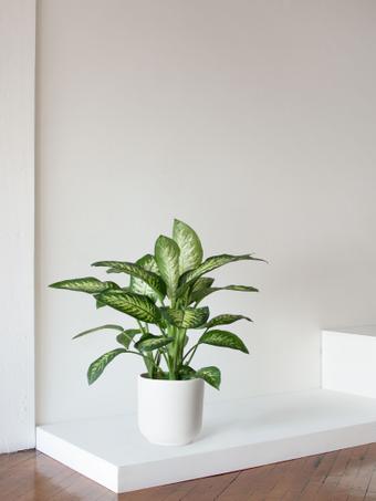 indoor plants picture