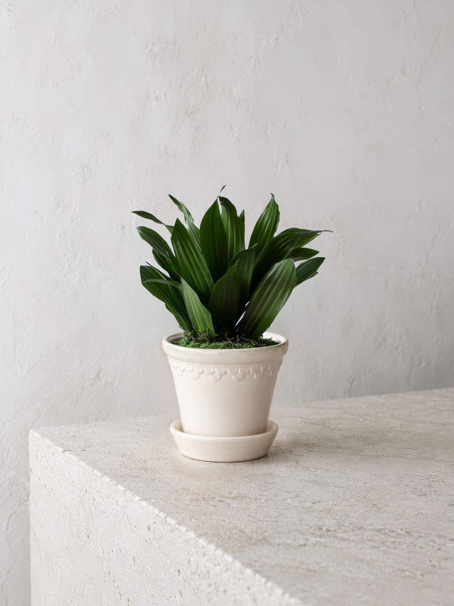 Dracaena Compacta