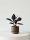 Rubber Plant