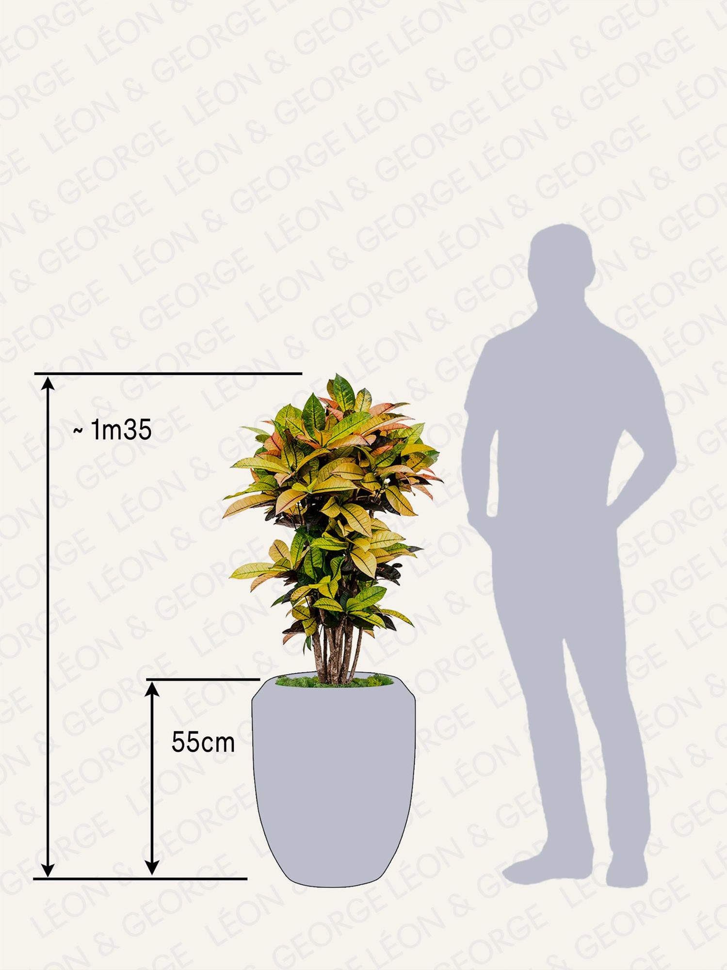 Croton Miss Iceton