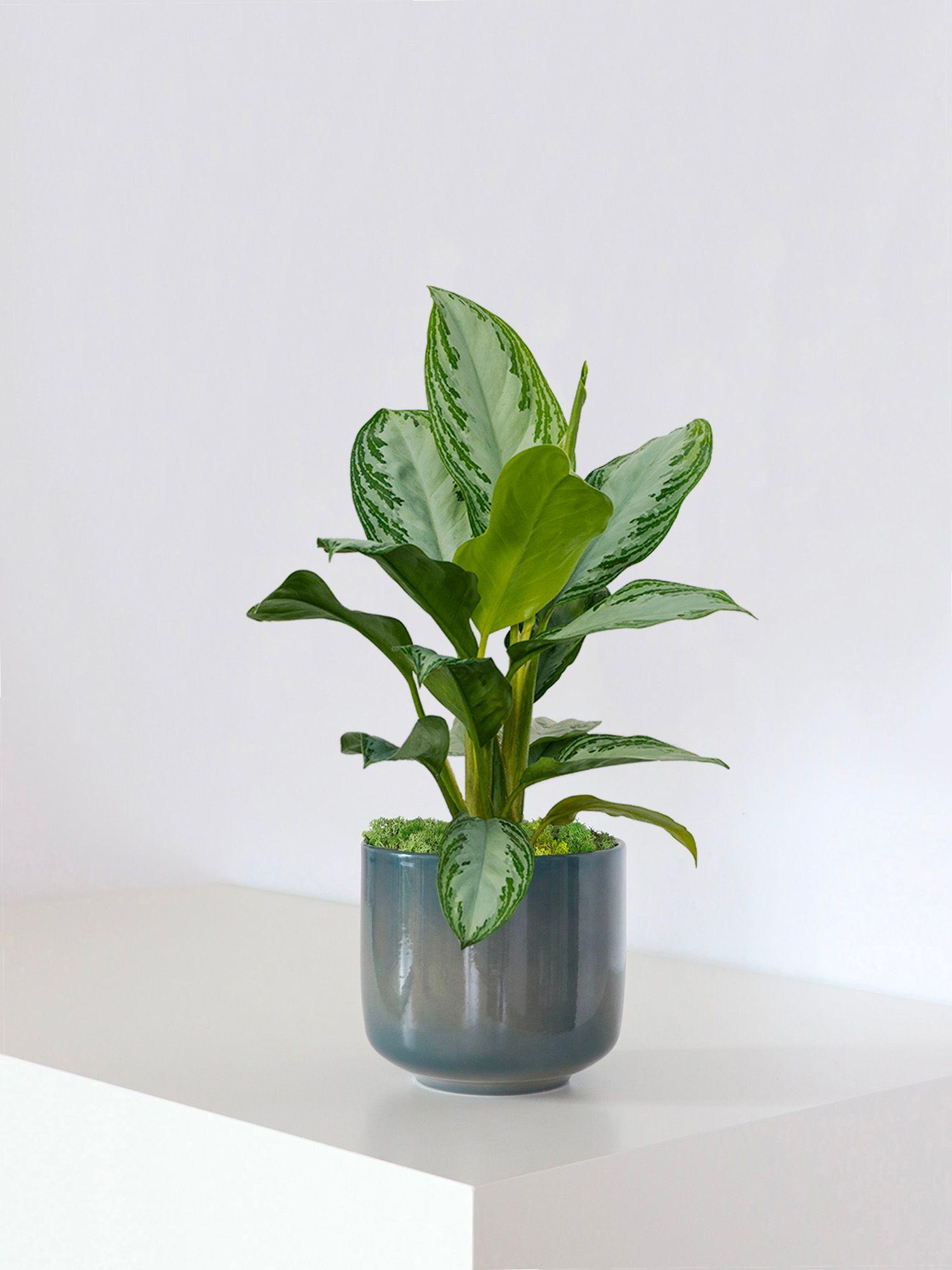 Silver Evergreen