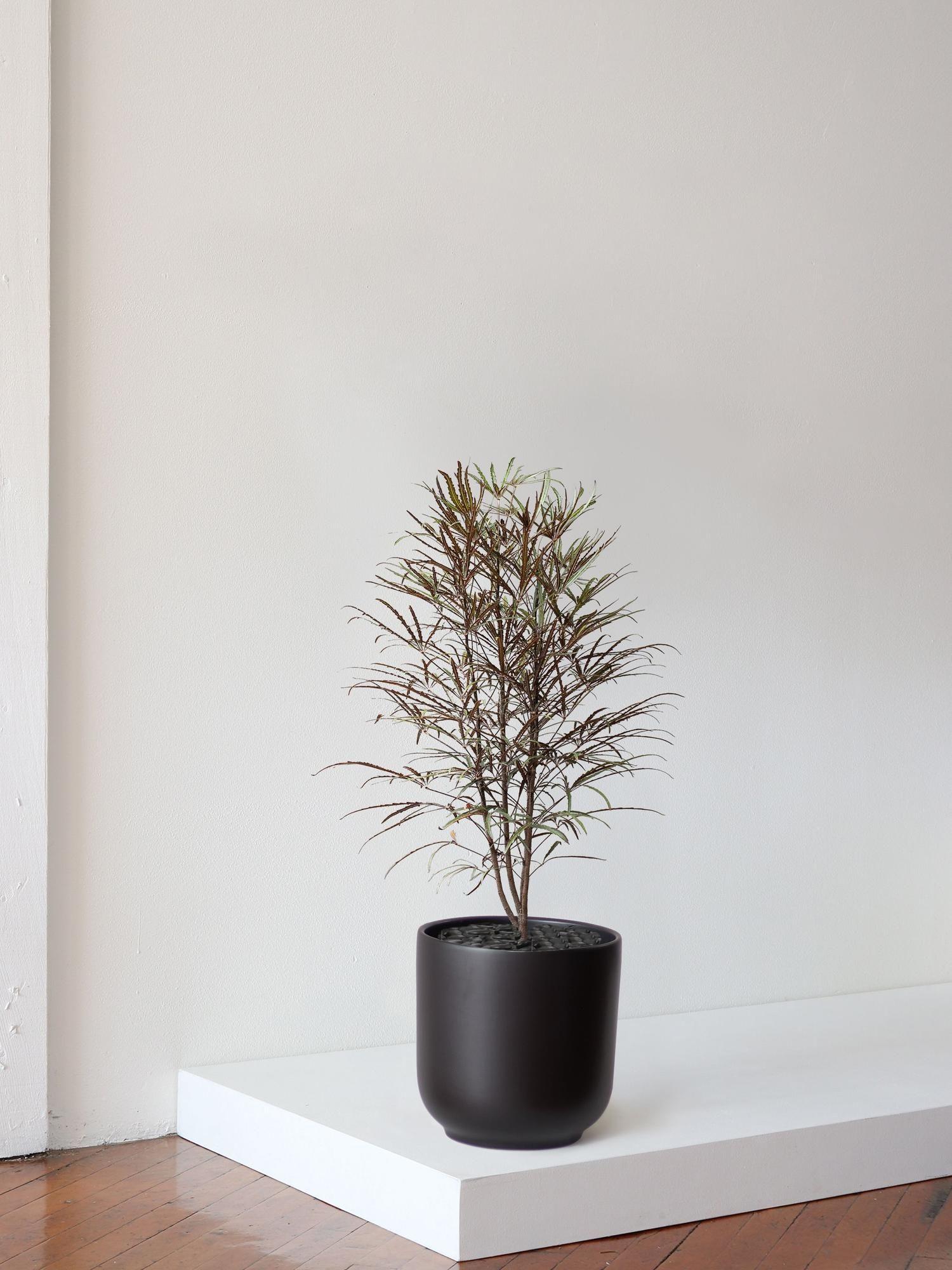 False Aralia - Nouvelle