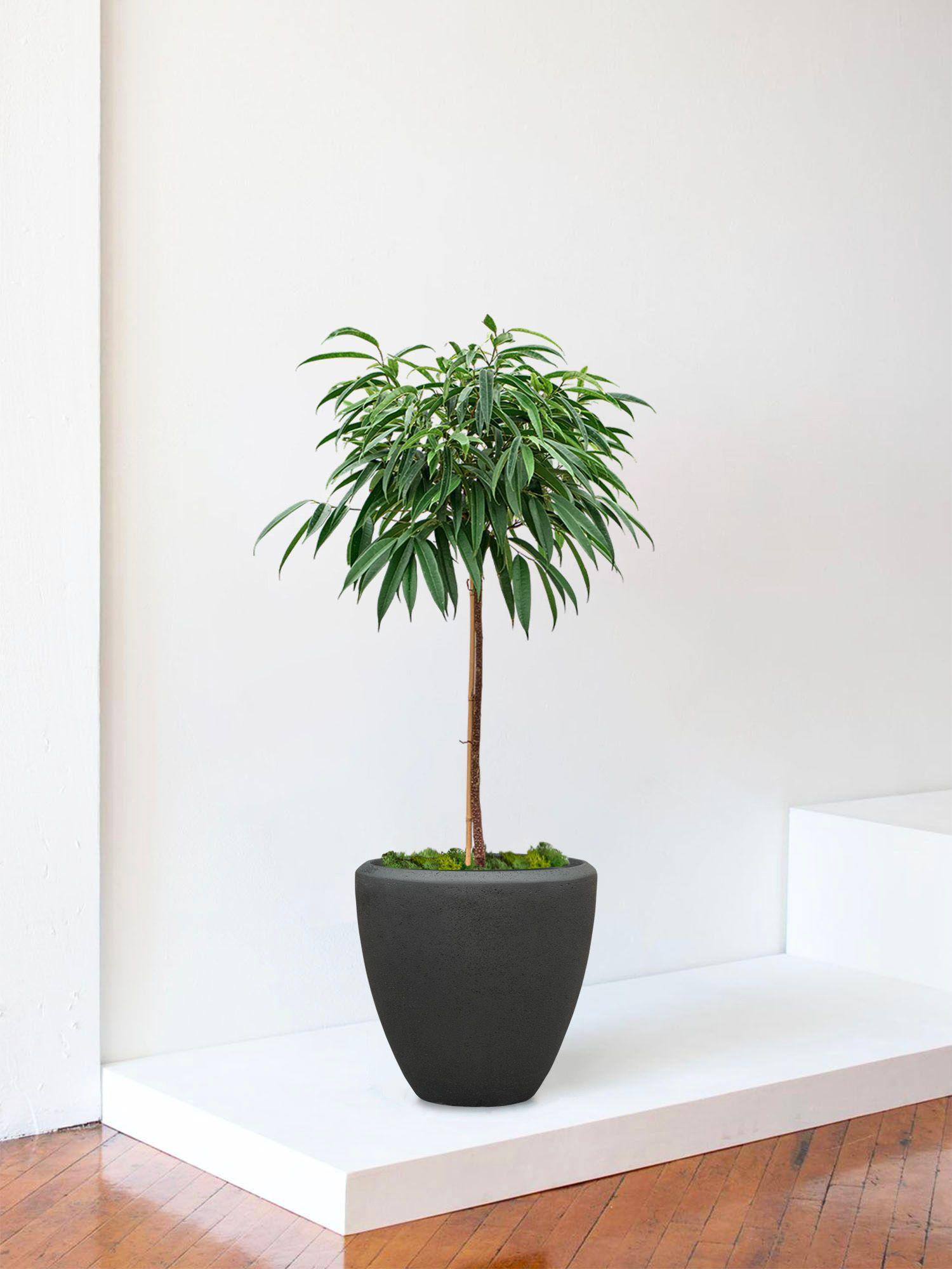 Arbre Ficus Alii