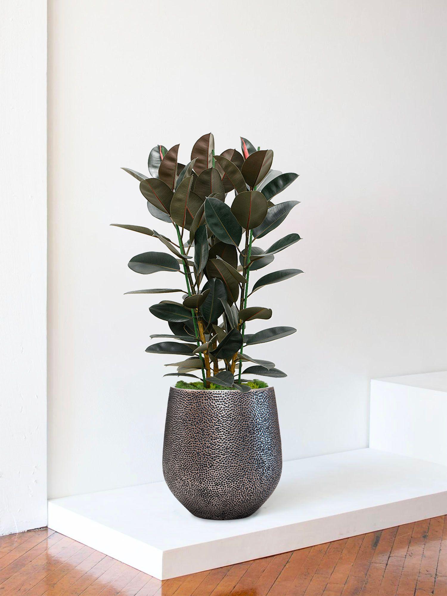Ficus Elastica Abidjan - Le 30 - Dune argent 