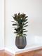 Ficus Elastica Abidjan