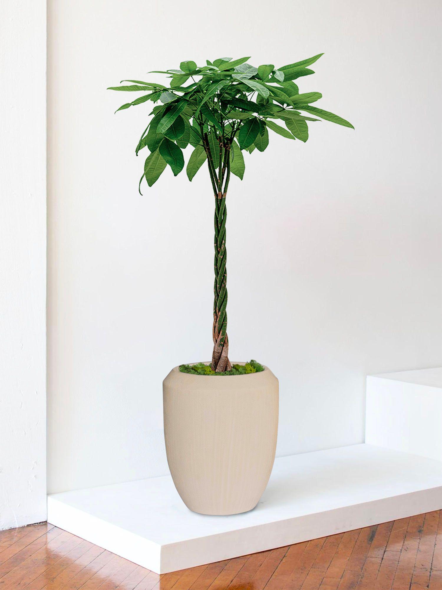 Pachira Aquatica