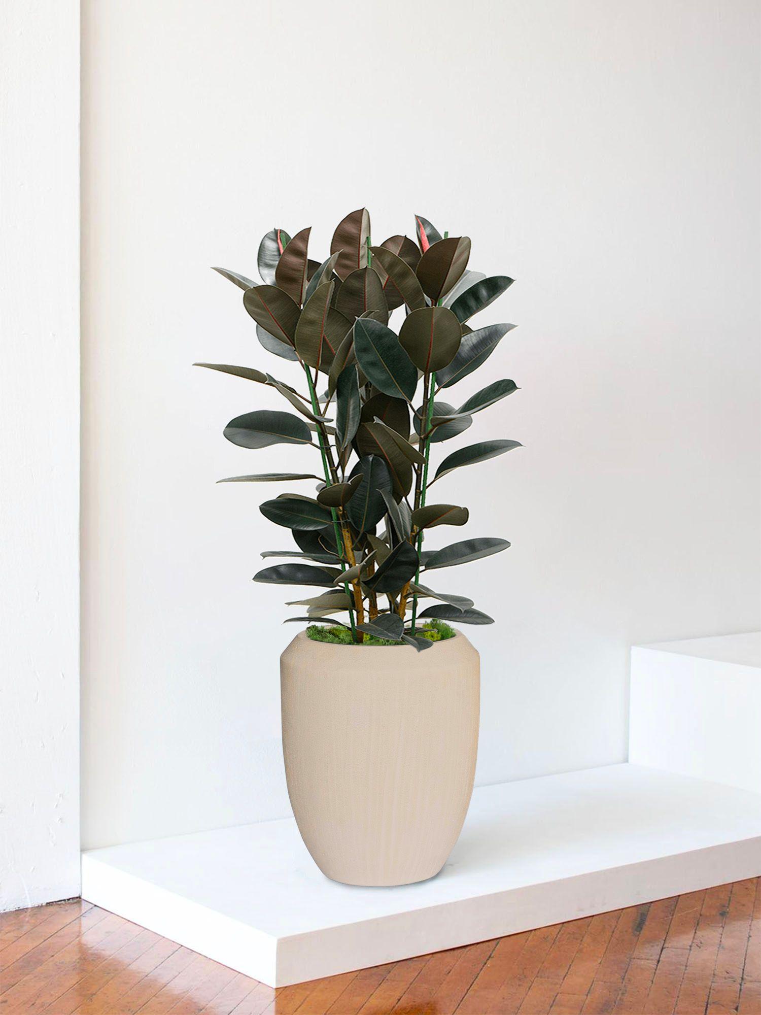 Ficus Elastica Abidjan